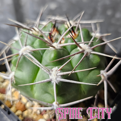 Gymnocalycium hybopleurum with green body and sculptural spines.