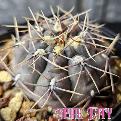 Gymnocalycium keislingii cactus with lilac frosty body colour and architectural spines