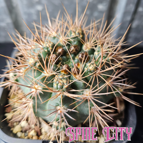 Large Gymnocalycium kroenleinii with deep green body and geometric spines, a rare specimen known for its fragrant pink flowers.