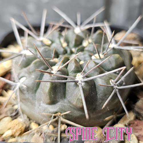 Gymnocalycium kubusain cactus with dark body, sculptural form and sharp complementary spines