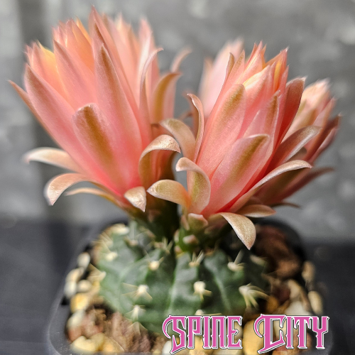 Gymnocalycium leeanum with deep green body, compact growth, and orange flowers.