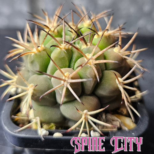 Gymnocalycium lumbrerasense FR962 cactus with green body and golden spines tipped in black.
