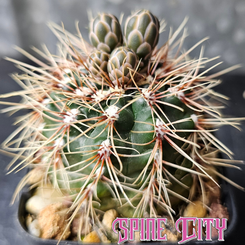 Gymnocalycium marianae with upright growth, bristle-like spines, and deep green body.