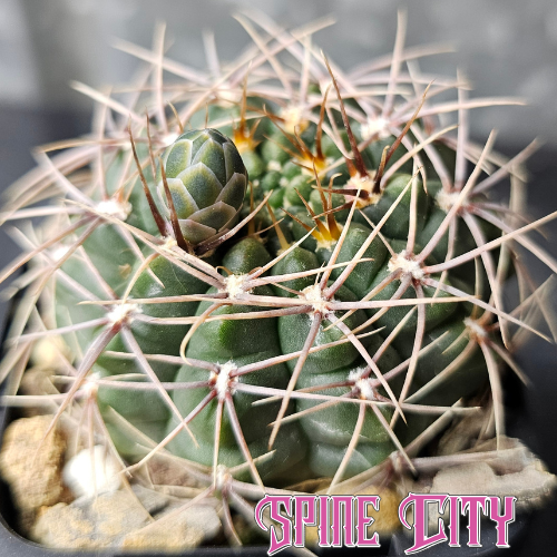 Gymnocalycium marianae (XVJ53) with deep green body, sculpted ribs, and architectural spines.
