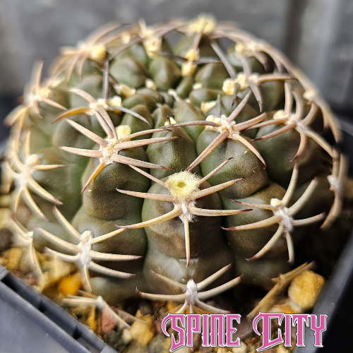 Gymnocalycium marsoneri cactus with dark body colour, squat growth and short compressed spines