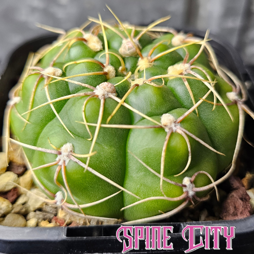 Gymnocalycium megalothelon cactus with lime green body, compressed spines and flattened chunky growth