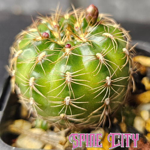 Gymnocalycium mesopotamica cactus with shiny green body, clustering growth, and large pale flowers.