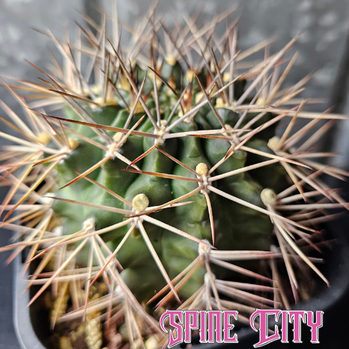 Gymnocalycium michoga with deep green skin and heavy spines, mature 10-year-old specimen.