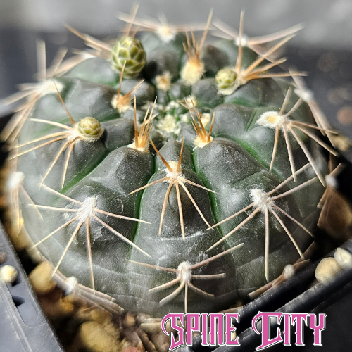 Gymnocalycium morroense with near-black skin and fine spider-like spines, seed from Ludwig Bercht.
