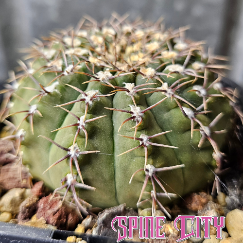 Gymnocalycium moserianum with a rounded compressed body, olive green colouring and short spines.
