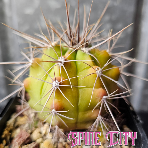 Gymnocalycium paediophilum with a distinctive body shape and sharp paper-coloured spines.