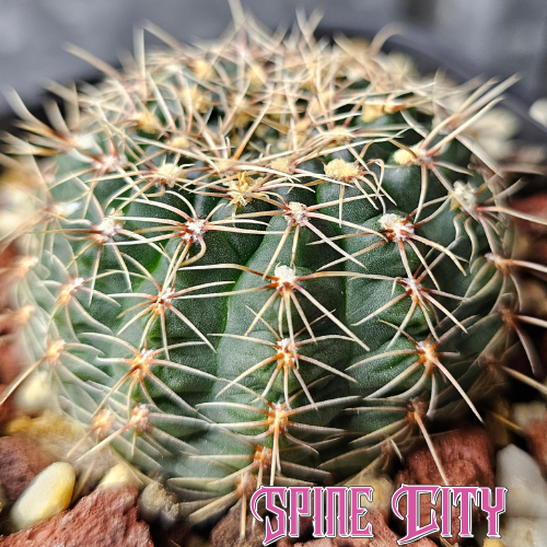 Gymnocalycium papschii cactus with deep emerald green body and short compressed spines in a compact form
