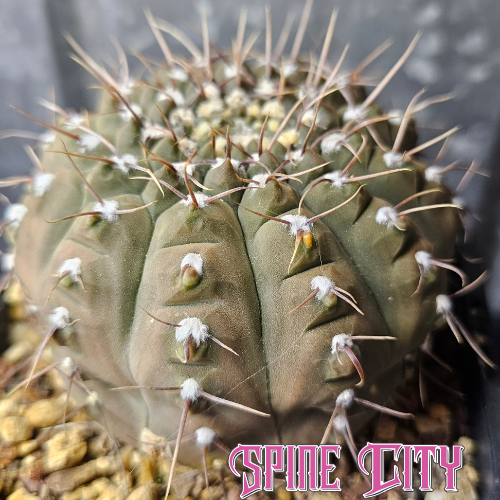 Close-up of a large seed-grown Gymnocalycium riojense showing frosty grey-green skin and strong body form, an impressive mature cactus.