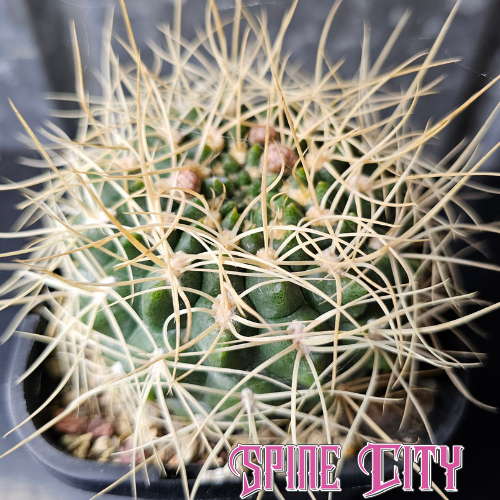 Gymnocalycium ritterianum with dense straw-coloured spines, striking specimen.