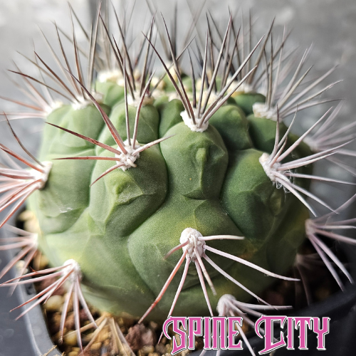 Mature Gymnocalycium saglionis v. tucumanensis with textured green skin and strong geometric spines.