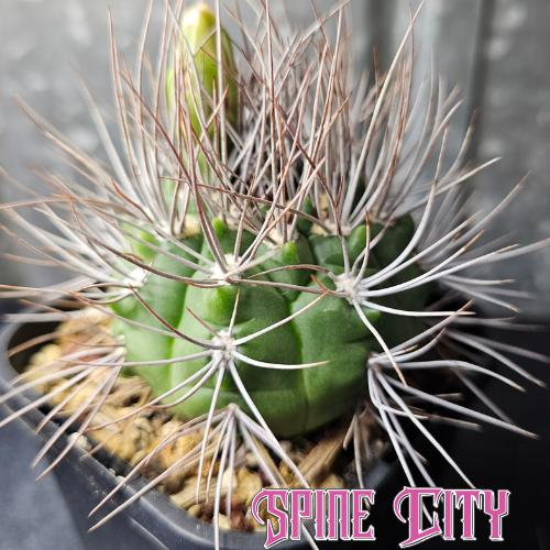 Gymnocalycium species cactus with deep green body, pronounced notches and long oversized spines