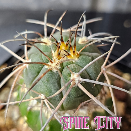 Gymnocalycium spegazzinii var. horizontalonium cactus with pronounced spines and green blue body, rare subspecies, Spine City
