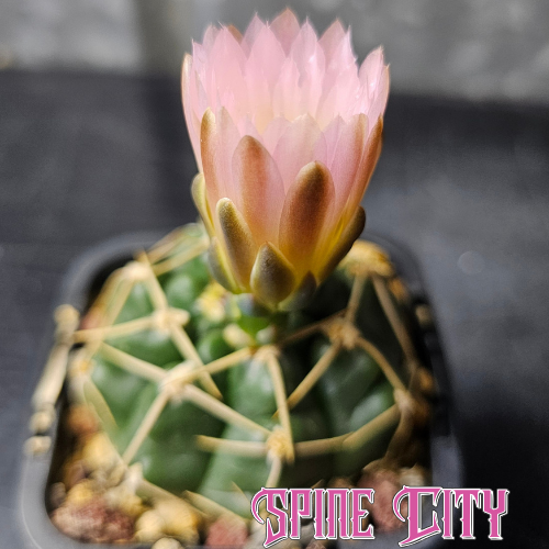 Gymnocalycium uruguayense v. roseiflorum LB655 cactus with emerald-green body, pressed spines, and soft pink flowers.