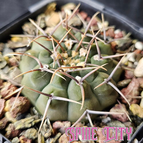 Gymnocalycium vatteri with a flattened notched olive green body and symmetrical spines.