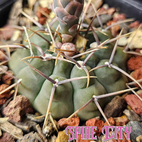 Gymnocalycium vatteri cactus with heavily notched body, triple spines and a frosty slate green colour