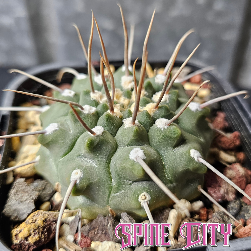 Gymnocalycium vatteri (single spine)