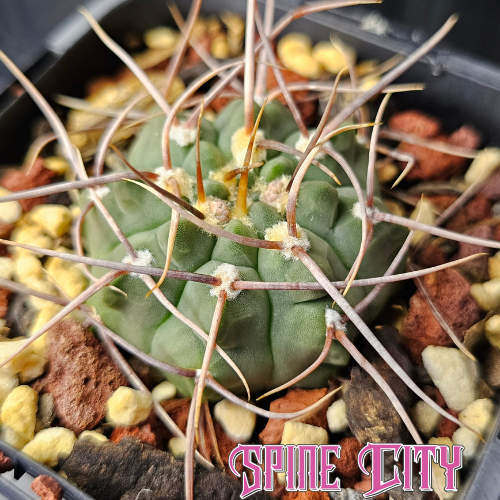 Gymnocalycium vatteri spine select cactus with frosty blue green body and long unpredictable spines