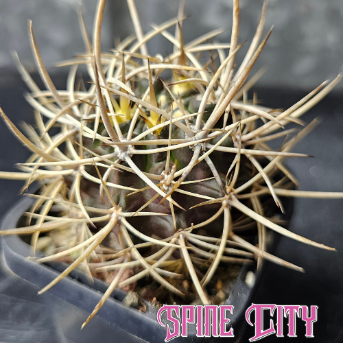 Horridocactus illapelensis cactus with dark body and fierce spines.