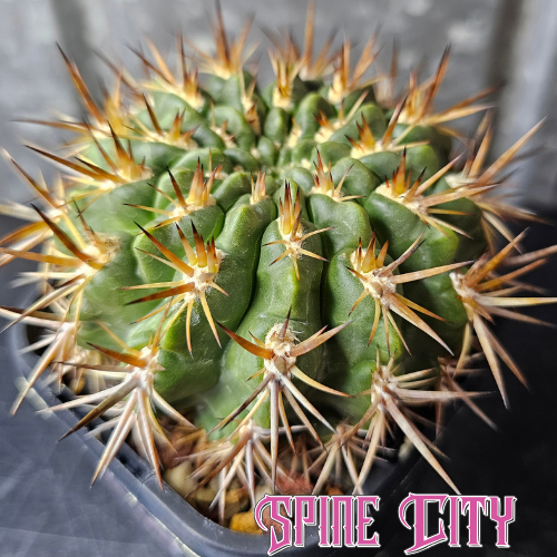 Horridocactus tuberisulcatus with a large stout green body and aggressive prominent spines.