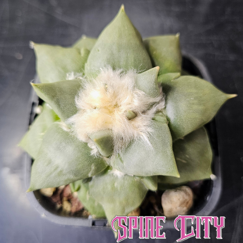 Large Ariocarpus hybrid with frosty blue-green skin, strong sculptural form and a woolly crown.