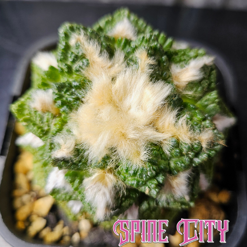 Large Ariocarpus hybrid cactus with emerald green body, textured leaves and a dense woolly crown
