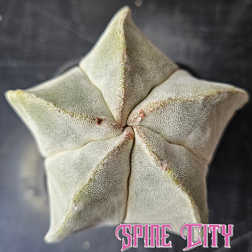 Large Astrophytum myriostigma hybrid with dense white flocking and a classic star-shaped body.