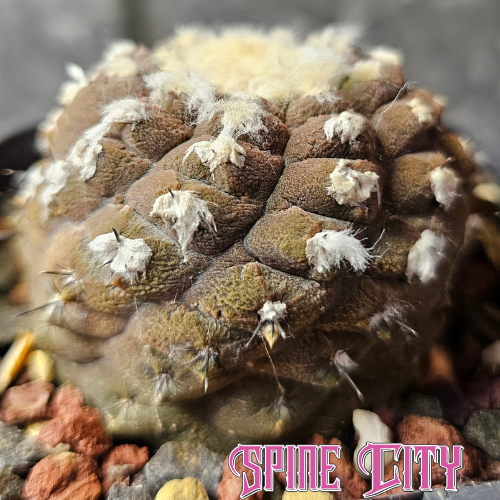 Large Copiapoa hypogaea cv. Lizard Skin with heavily textured, scale-like skin and mature specimen form.