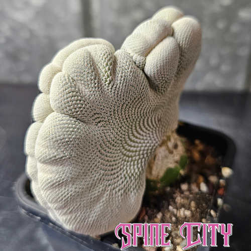Large Epithelantha bokei crest with dense bright white spines and a mature sculptural crested form.