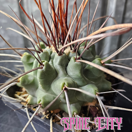 Large Thelocactus lophothele with a blue-green body, pronounced areoles and huge twisting spines.