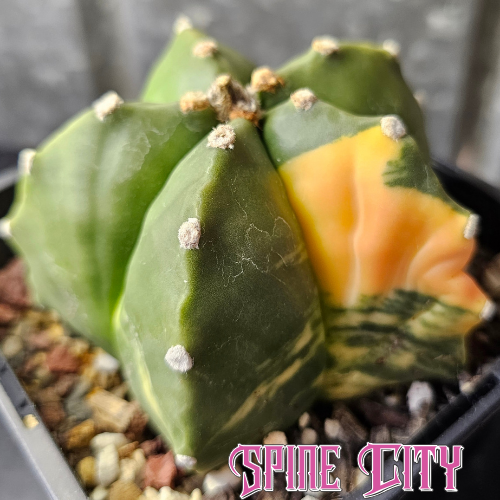 Large variegated Astrophytum myriostigma with classic star-shaped form, pronounced woolly dots and high-quality variegation.