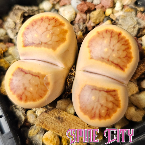 Lithops Kikushogyoku chrysanthemum-faced hybrid showing distinctive patterned leaf surface