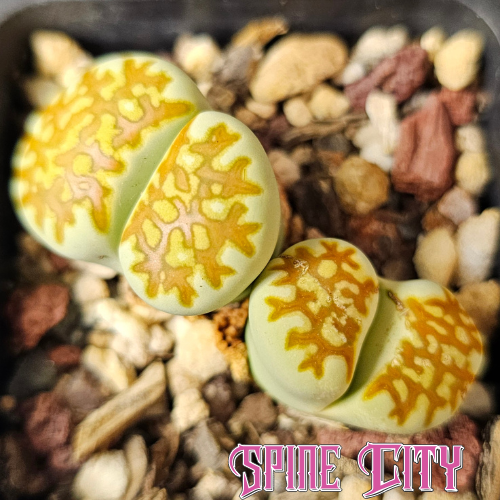 Lithops ‘Limelight’ living stone with vivid green colour and heavy patterned markings, rare cultivar, Spine City