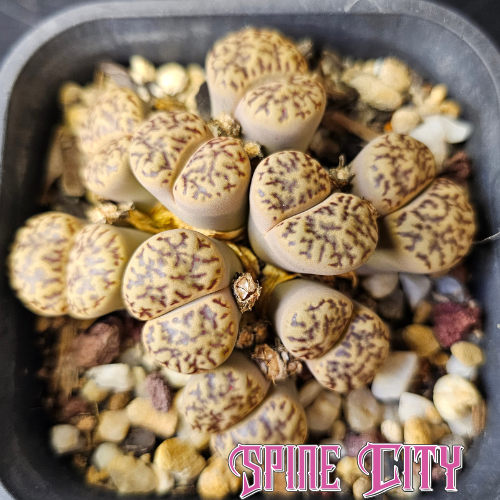 Lithops bromfieldii living stone with eight heads, mature seed grown specimen, Spine City