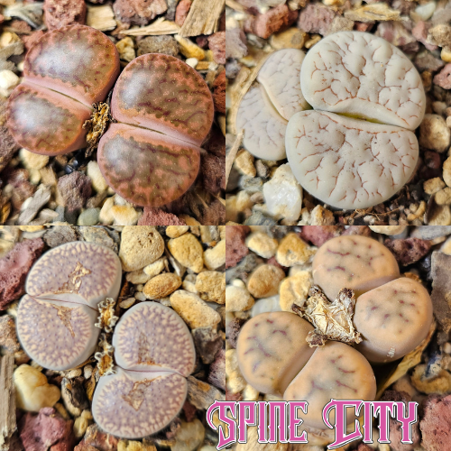 Lithops bundle (4 plants) – High Contrast