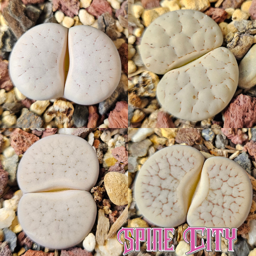 Lithops bundle (4 plants) – Soft Presentation