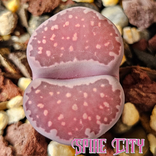 Lithops cv. Sato’s Violet living stones with purple, plum and wine tones, seed grown, colours and patterns vary
