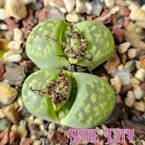 Lithops julii 'Fullergreen' x L. salicola 'Malachite' hybrids showing varied green shades and patterns.