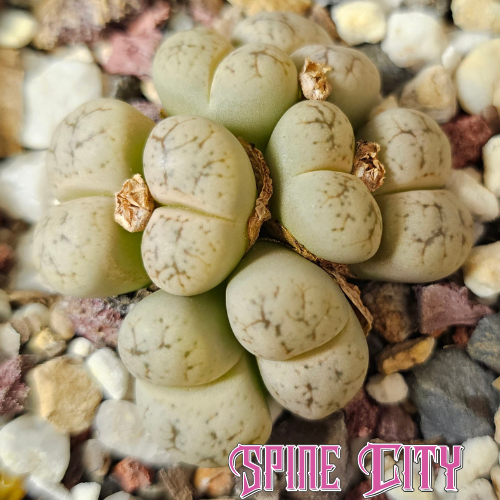 Lithops werneri clumping living stones with stone coloured bodies and dark vein like markings, forming multiple small heads