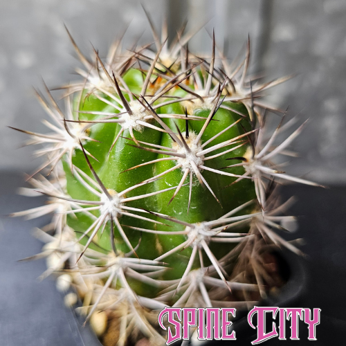 Lobivia caineana cactus with green skin and dense brutal spines, challenging species prone to rot