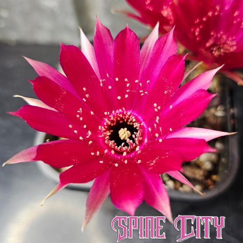 Lobivia draxleriana HS50 cactus with vibrant pink flower and dark centre – produced by Spine City