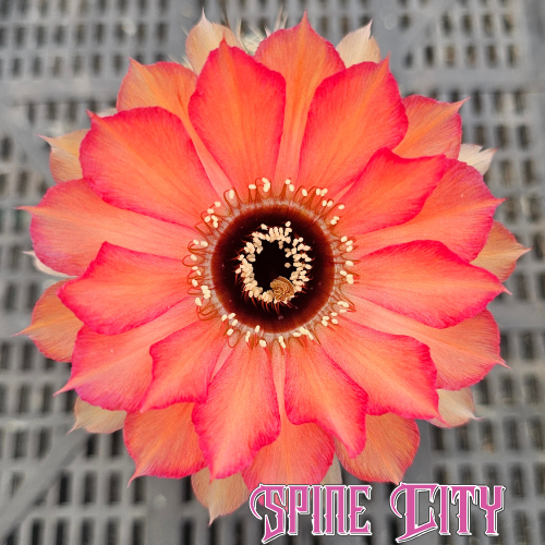 Lobivia glauca × nigrostoma MN30 cactus with orange and red-fringed flower – produced by Spine City