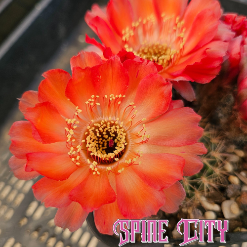 Lobivia hualfinensis cactus with vibrant red-orange flower – produced by Spine City