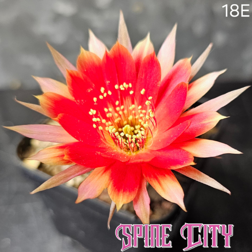 Lobivia hybrid 18E red orange yellow firecracker flower with sharp petals