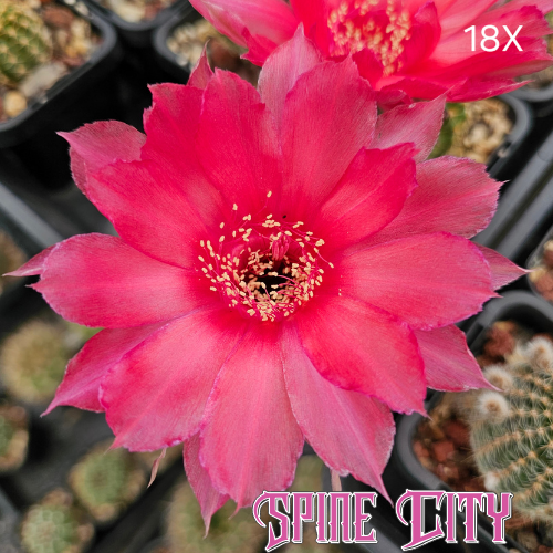 Lobivia hybrid 18X pinkish red layered flower with textured petals