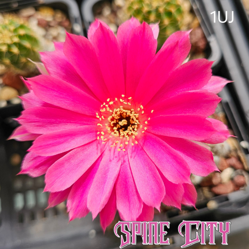 Lobivia hybrid 1UJ with dense layered pink flowers on a compact plant.